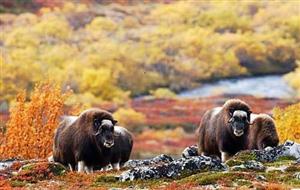 moskus_dovrefjell